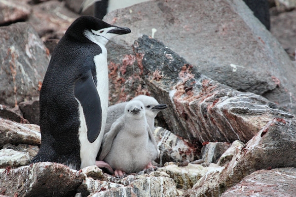 Day14_EleIs_CLookout_3488 (2).jpg - Chinstrap Penguins with two Chicks, Cape Lookout, Elephant Island, South Shetlands